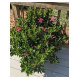 Plastic Pot w/ Hot Pink Mandevilla Plant Plastic Pot w/ Hot Pink Mandevilla Plant