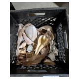 Assorted Seashells in Dean Foods Milk Crate