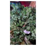 Assorted Greenery