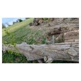 Cedar Log