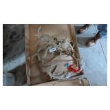 (7) Deer Antlers