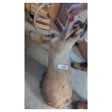 Deer Mount