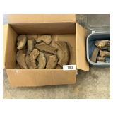 Fossilized Bones?