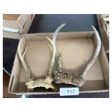 (2) Small Deer Antlers
