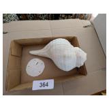 Sand Dollar & Sea Shell