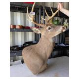 Deer Mount