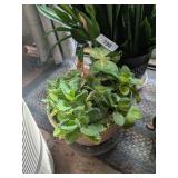 (3) Green House Plants