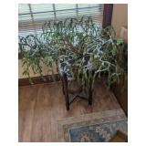 Mature Christmas Cactus w/ Small Wood Plant Stand