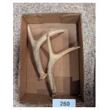 Deer Antlers