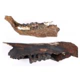 FLORIDA FOSSIL PECCARY JAW BONES W/TEETH LOT OF 2