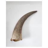 Cow Horn