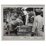 HATARI Picture Howard Hawks 8x10 Paramount Relea