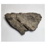 Fossil in Stone