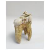 Large Moose Tooth