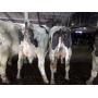 (550) Certified ORGANIC Freestall Trained Dairy Cattle & Bred Heifers