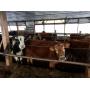 Vermont's Farm Auction of The Year -2 Day Auction-