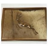 Raised Brass Springbok Antelope Hide