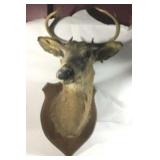 Deer Mount - Shoulder Mount with Antlers 7 Points