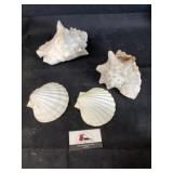 Seashells