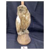 Taxidermy owl