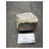 Stone? Fossil?  Rock?  Unsure!