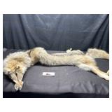 Tanned coyote fur- broken tail