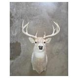 Deer Mount