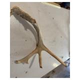 Antler