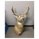 Deer mount