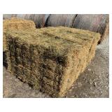 3rd Cutting Alfalfa 2025