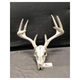 Deer skull