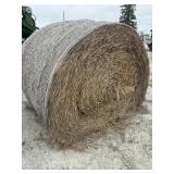 First Cutting Alralfa 2025