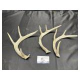 Deer antlers