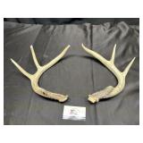 Deer antlers