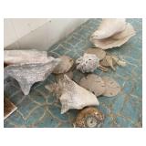 Shells