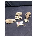 Animal skulls