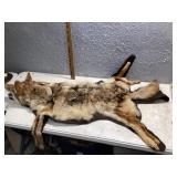 Coyote,  rug