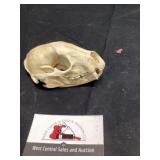 Animal skull