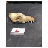 Animal skull