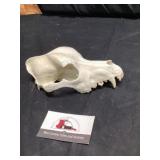 Animal skull