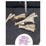 Deer jawbones