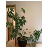Plant and wood plant  stand