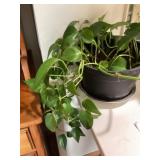 Plant/ philodendron