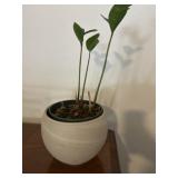 House plant