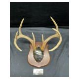 Mounted Antlers