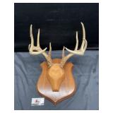 Mounted Antlers