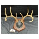 Mounted Antlers