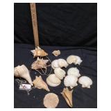 Seashells