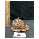 Seashell