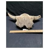 Bison skull